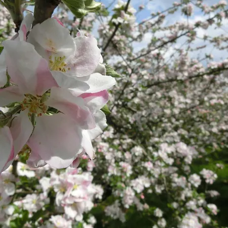 アパート Zentrum *